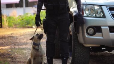 Polis köpekle dolaşırken suç mahallinde aracın görüntüsü.