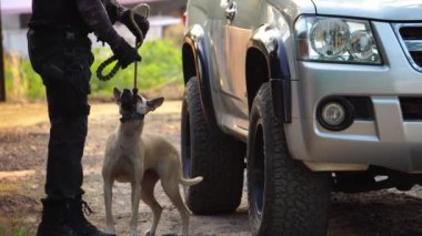 footage of vehicle at place of crime while policeman walking around with dog