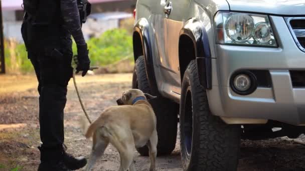 Footage Vehicle Place Crime While Policeman Walking Dog — Wideo stockowe