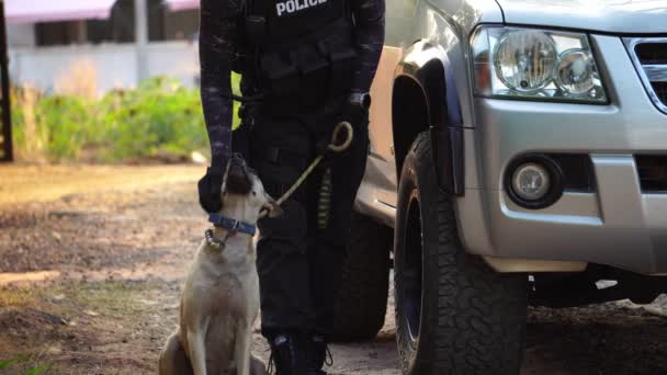 Footage Vehicle Place Crime While Policeman Walking Dog — Vídeo de Stock