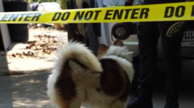close-up footage of do not enter ribbon in front of vehicle at place of crime while policeman walking around with dog
