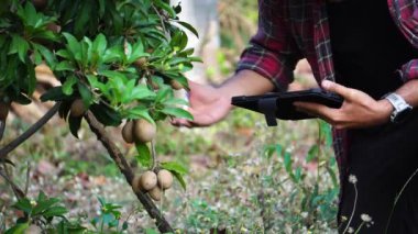 footage of farmer with digital tablet examining plants in garden