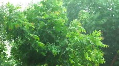 4K: Yeşil ağaçlar yağmur fırtınasında bükülüyor