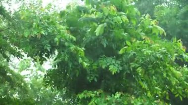 4K: Yeşil ağaçlar yağmur fırtınasında bükülüyor