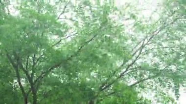 4K: Yeşil ağaçlar yağmur fırtınasında bükülüyor