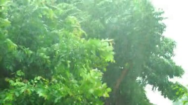 4K: Yeşil ağaçlar yağmur fırtınasında bükülüyor