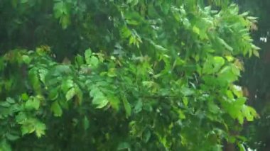 4K: Yeşil ağaçlar yağmur fırtınasında bükülüyor