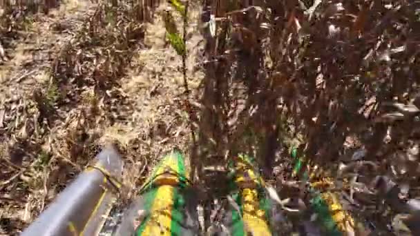 Сбор Кукурузы Осеннем Поле — стоковое видео