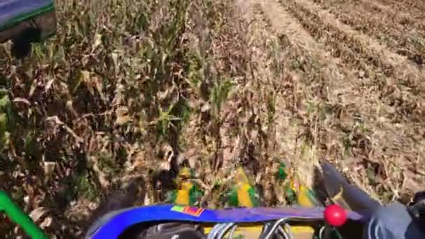 Сбор Кукурузы Осеннем Поле — стоковое видео