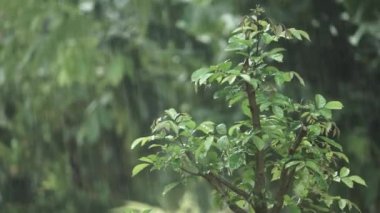 Yeşil yapraklı ve sağanak yağmurlu ağaç dalı