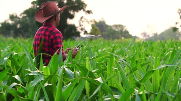 玉米苗圃数字平板控制无人机农业技术的男性农民 — 图库视频影像