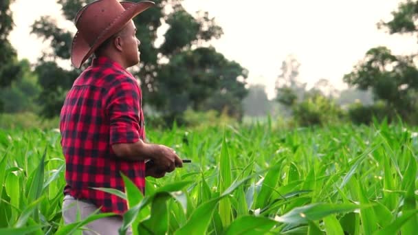 Landwirt Mit Digitalem Tablet Steuert Drohnen Landwirtschaftstechnologie Über Maisfeld — Stockvideo