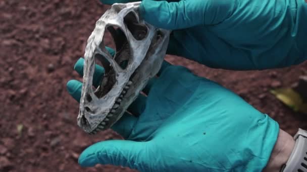 Arqueólogo Anónimo Trabajando Con Cráneo Dinosaurio — Vídeo de stock