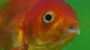 Video Yavaş Çekim: Evde tatlı su akvaryumunda Japon balığı 