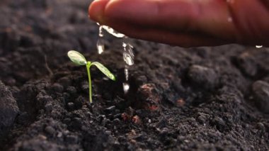 Erkek el bitkisi sulama ağacı 