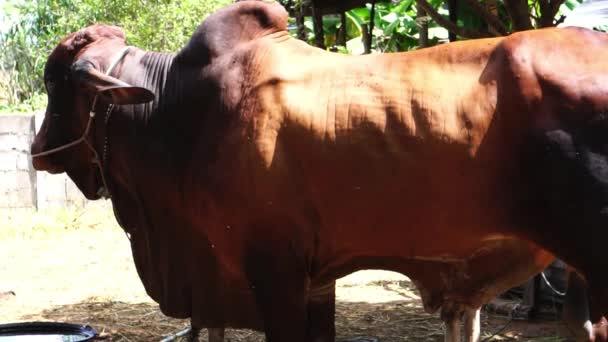 农场的奶牛 — 图库视频影像
