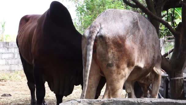 Κατοικίδιες Αγελάδες Στη Γεωργική Εκμετάλλευση — Αρχείο Βίντεο