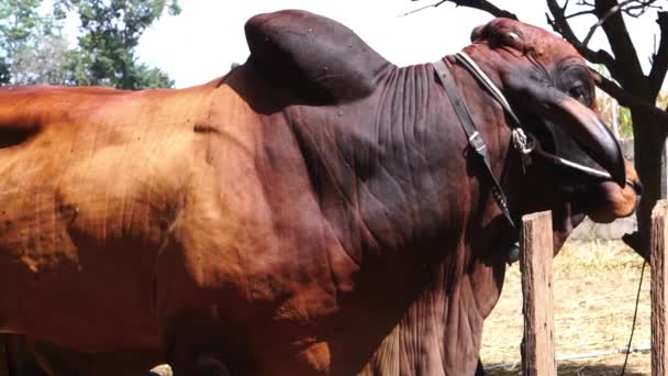 Vacas Domésticas Granja — Vídeo de stock
