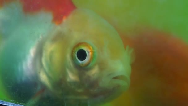 Footage Slow Motion Goldfish Freshwater Aquarium Home — Stock Video