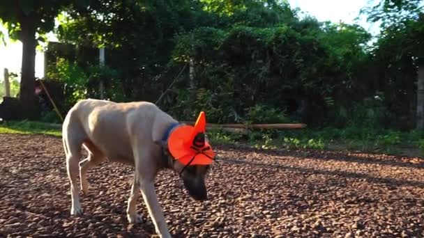 Ein Hund Trägt Zur Feier Des Halloween Festes Einen Hexenhut — Stockvideo