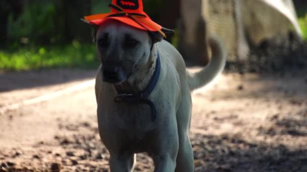 Pies Halloween Kapelusz Podwórku — Wideo stockowe