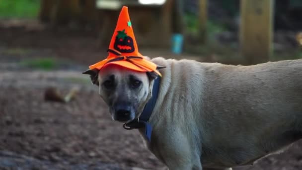 Perro Lleva Sombrero Bruja Para Celebrar Fiesta Halloween — Vídeos de Stock