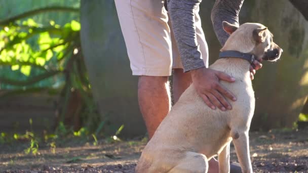 Ασιάτης Που Χαϊδεύει Άσπρο Σκυλί Του Αγάπη — Αρχείο Βίντεο