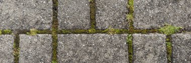 Yosun içeren gri dikdörtgen kaldırım taşları. Panoramik resim