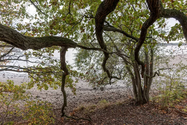 Πυκνά Κλαδιά Του Δέντρου Δίπλα Στη Λίμνη Φθινόπωρο — Φωτογραφία Αρχείου