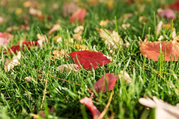 Colorful Fallen Leaves Meadow Autumn Closeup — Stock Photo, Image