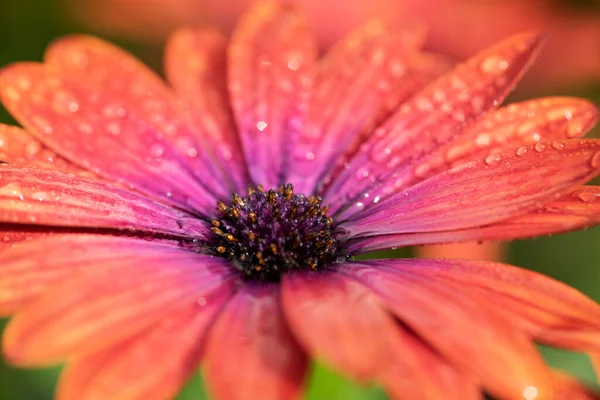 花弁に水滴付きカラフルなOsteospermum — ストック写真