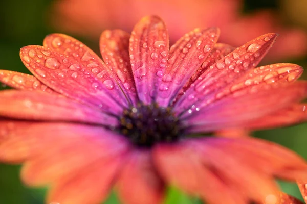 花弁に水滴付きカラフルなOsteospermum — ストック写真