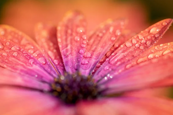 Bunte Osteospermum Mit Wassertropfen Auf Den Blütenblättern — Stockfoto