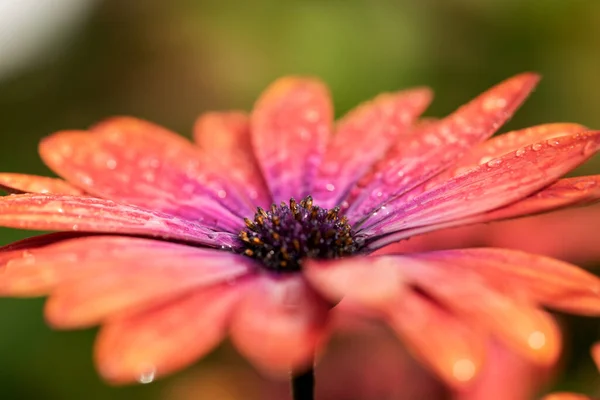 Bunte Osteospermum Mit Wassertropfen Auf Den Blütenblättern — Stockfoto