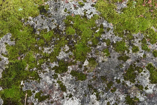 石は地衣類と苔で 自然背景 — ストック写真