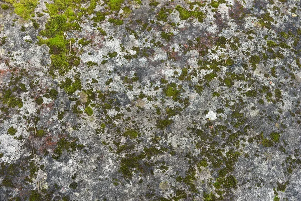 Камінь Лишайником Мохом Природний Фон — стокове фото