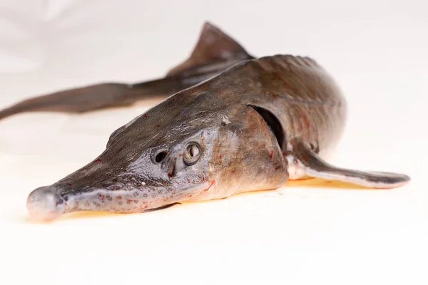魚市場からの新鮮なチョウザメ — ストック写真