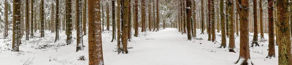Inverno Floresta Imagem Panorâmica — Fotografia de Stock