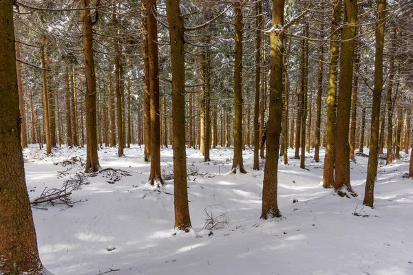 Inverno Floresta — Fotografia de Stock