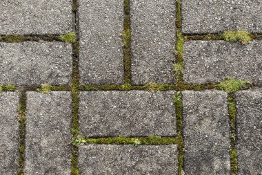 Yosun ile dikdörtgen kaldırım taşı