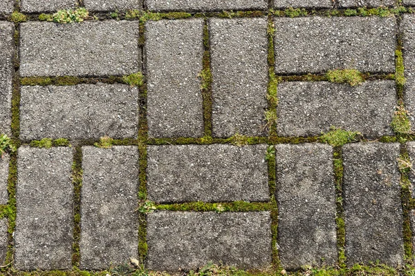 苔を持つ長方形の舗装石 — ストック写真