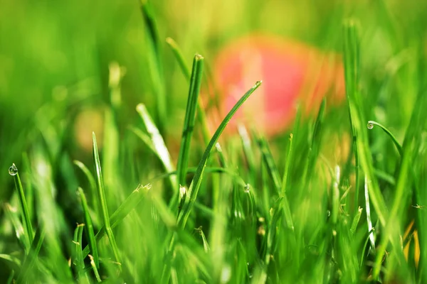Damp Blades Grass Sunshine Closeup — Stock Photo, Image