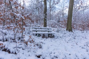 Kış ormanındaki bankta karla kaplı.