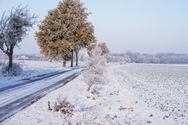 Kış mevsiminde ağaçlarla kaplı buzlu bir yol.