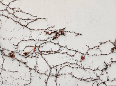 Sonbaharda yapraksız sarmaşık dalları parlak duvarda