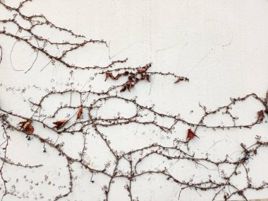 Sonbaharda yapraksız sarmaşık dalları parlak duvarda