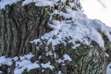 Snowy tree bark. Natural background. Close-up
