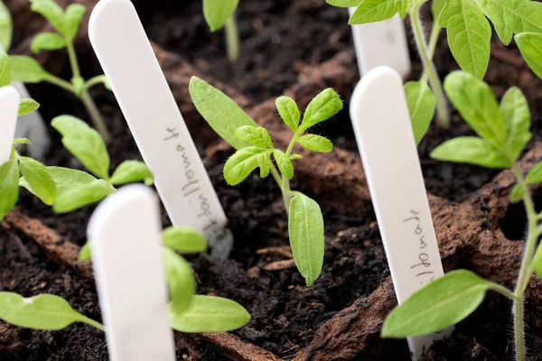 Gros Plan Des Jeunes Plants Tomates Printemps — Photo