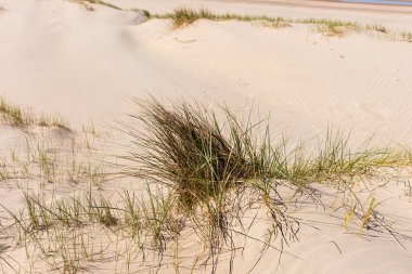 Baharda kum tepeleri. Noordwijk, Hollanda