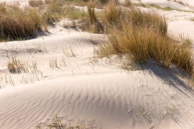 Sand dunes in spring. Noordwijk, Netherlands clipart